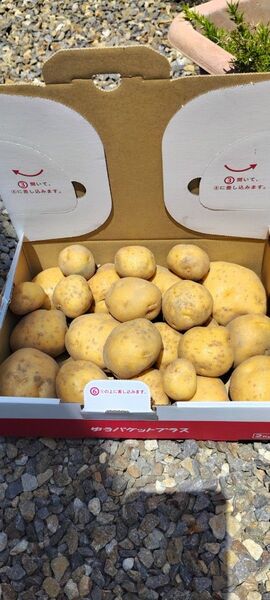 じゃがいも 約1.5kg