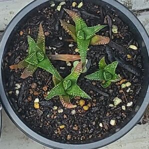 ハオルチア 十二の巻4株 多肉植物