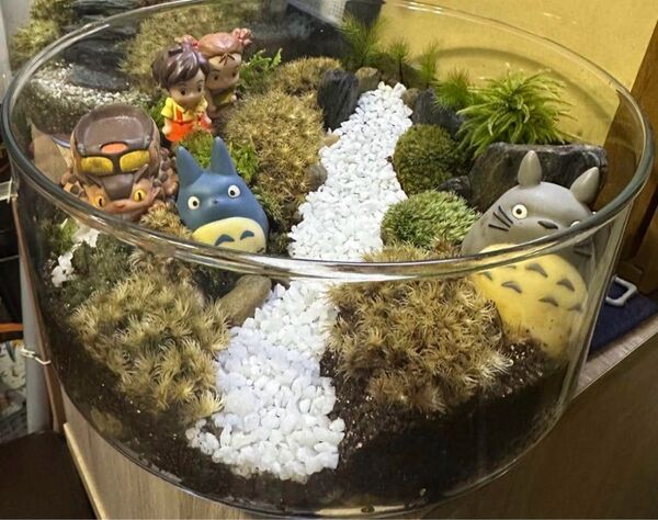 苔テラリウムオーダーで受け付けます!
