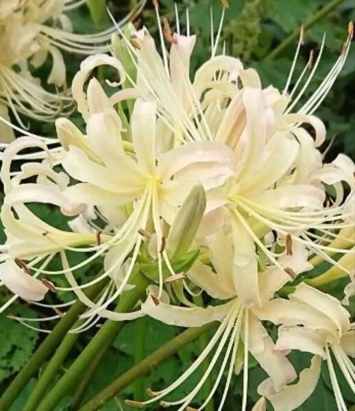 彼岸花 白 クリーム アルビフローラ リコリス球根 5個
