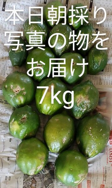 訳あり 青パパイヤ 7kg greenpapaya 健康野菜 スーパーフード