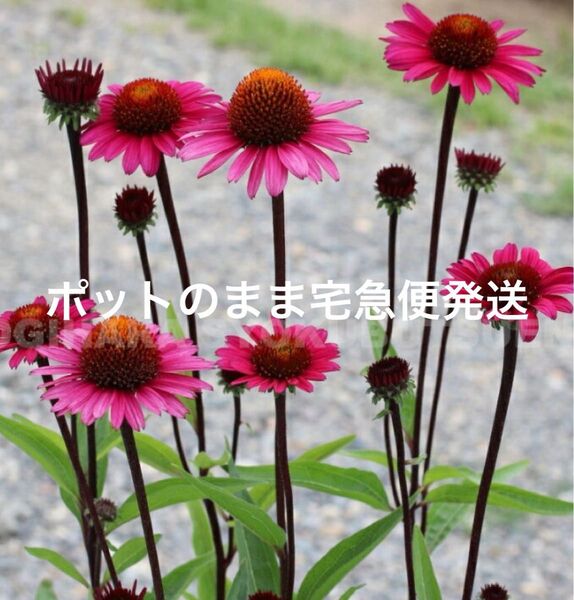 黒軸エキナセア苗 Jsスティレット ラベル付き