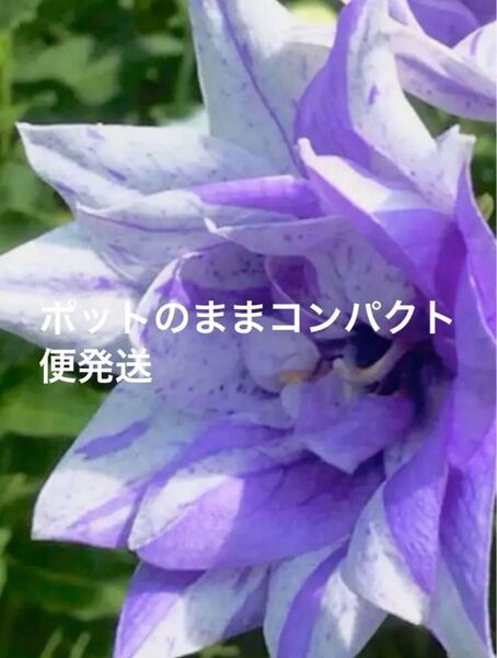 八重咲き桔梗苗 絞り ラベル付き