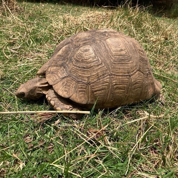 野生下のヒョウモンガメが食べているアフリカの植物4種の栽培用種子セット