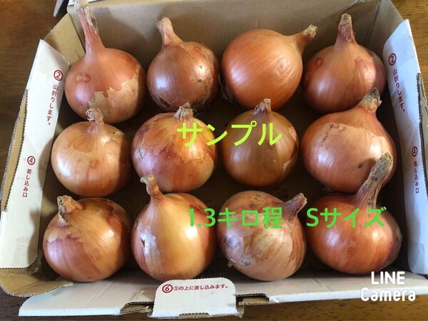 玉ねぎ Sサイズ 家庭栽培 栽培中農薬不使用 奈良県産