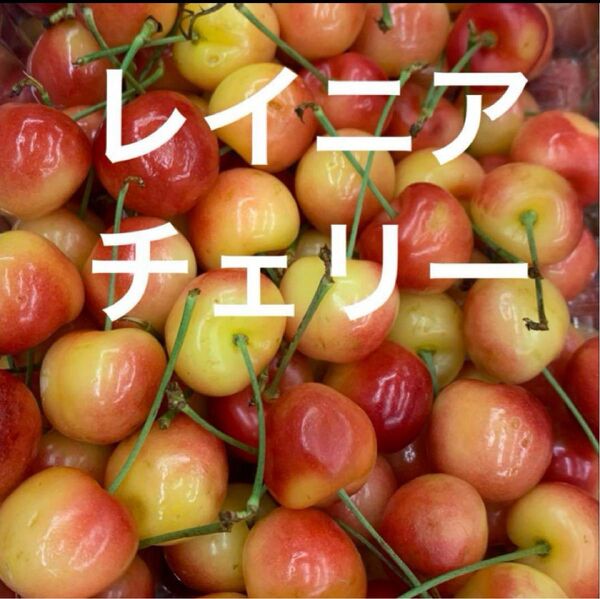 レイニアチェリー 800g 幻の果実 さくらんぼの王様 果物 人気