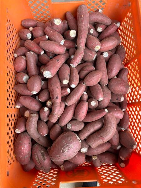 ★ミニサイズラスト価格 農薬不使用紅はるかミニサイズ 箱込み9.8キロ