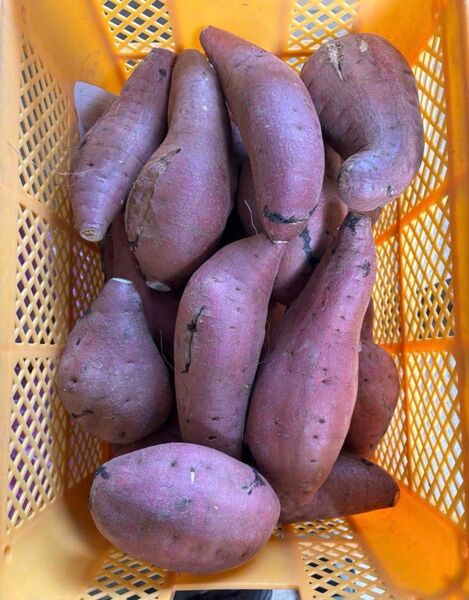 農薬不使用 3Lから4L前後サイズ 紅はるか約12キロ