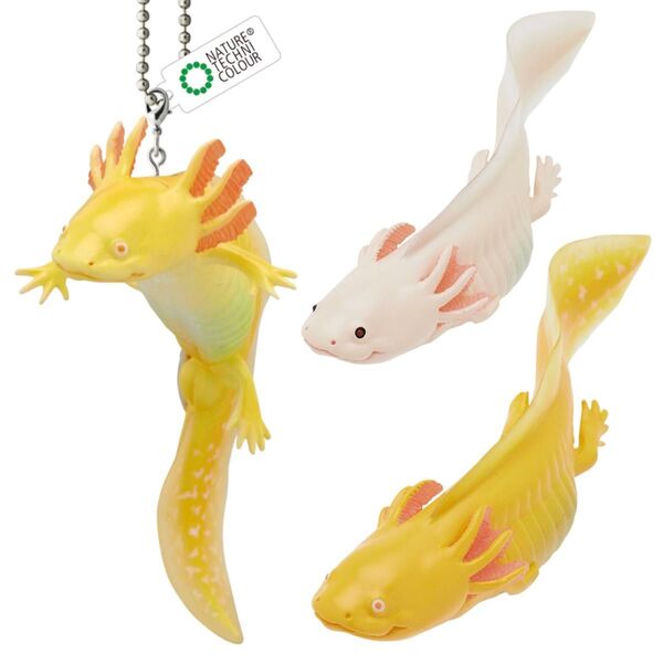 ウーパールーパー3種セットメキシコサンショウウオベルツノガエルとアカメアマガエル