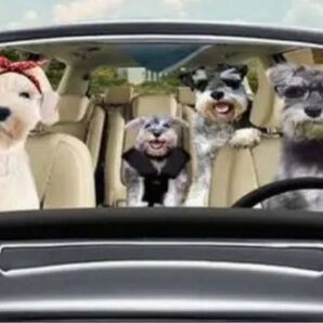 サンシェード ミニチュアシュナウザー めっちゃ可愛い!車中泊 熱中症対策