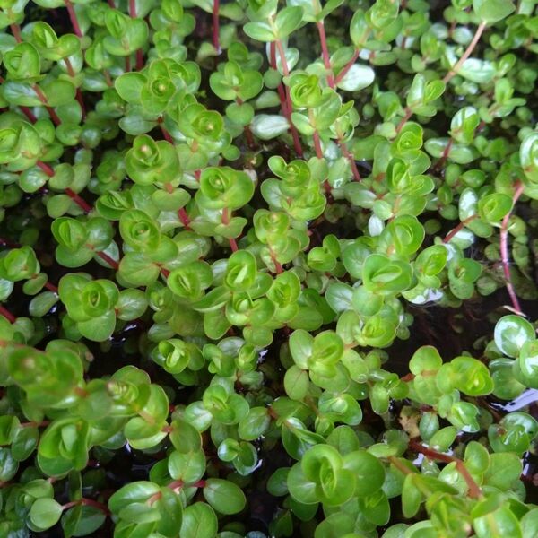 ロタラ ロトンディフォリア 10本 水上葉 ビオトープ 水草 メダカ 熱帯魚430円