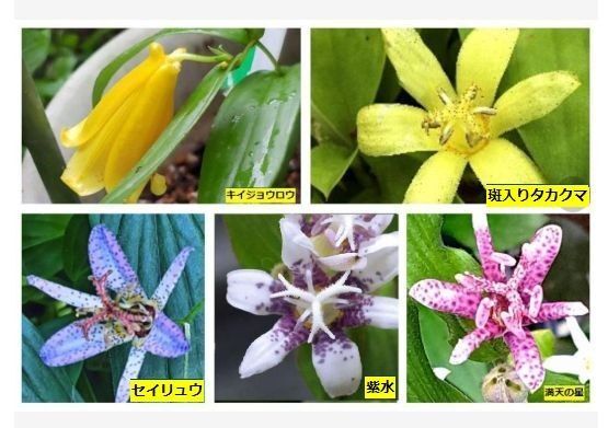 厳選山野草希少紀伊上臈等ホトトギス5種