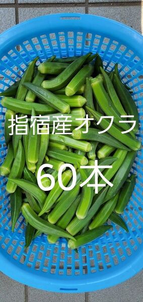 指宿産オクラ 60本