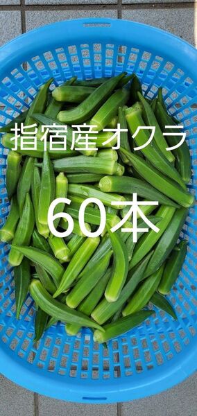 指宿産オクラ 60本