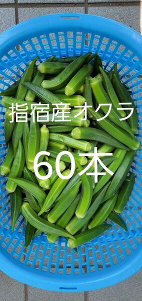 指宿産オクラ 60本