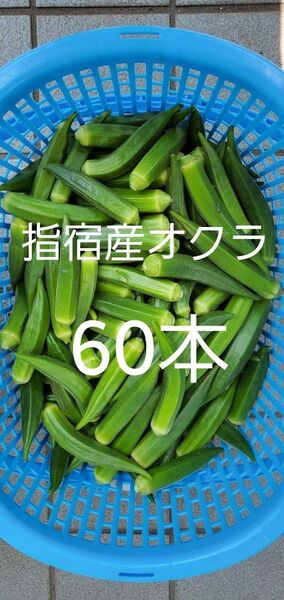 指宿産オクラ 60本