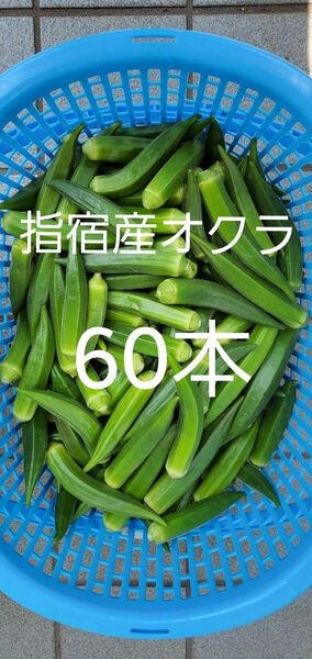 指宿産オクラ 60本