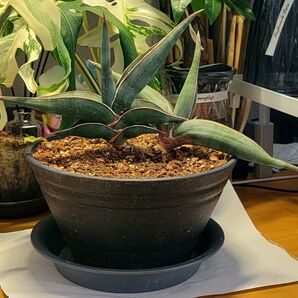 サンスベリア ロリダ 大株2連 サンセベリア 鉢、皿付き ●宅配便送料込み ●画像と商品説明をご覧下さい ●根張り良好