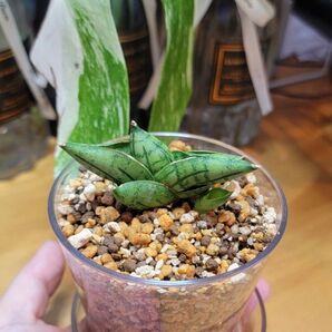 【小さな株に子株】 サンスベリア ハイブリッドマニー MANII ●発根、新芽 鉢・皿付き ●宅配便込 画像と説明文をご覧下さい