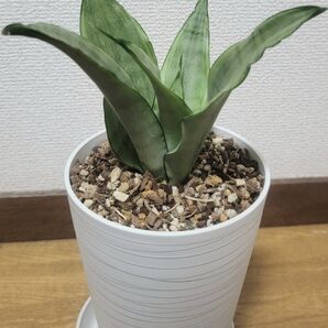 サンスベリア シルバーエンジェル サンセベリア 鉢・皿付き ●宅配便送料込み● ●画像と説明文を良くご覧下さい●