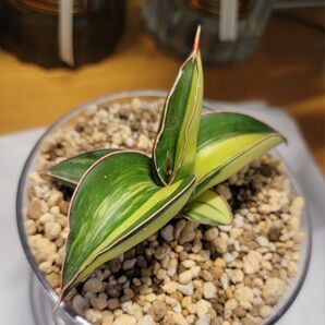 ●小さな極上美株 発根、新芽 サンスベリア 斑入り ロブスター ヴァエリガータ ●クリア鉢・皿付き ●宅配便送料無料●