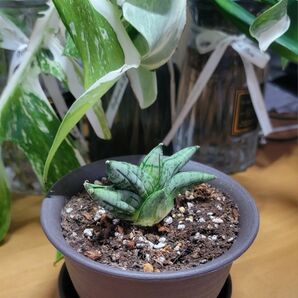 美株 希少 サンスベリア BONJI かわいい サンセベリア 鉢、皿付き ●成長確認 ●宅配便送料込み●画像と説明文をご覧下さい