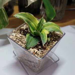 サンスベリア ●縞斑入 Arborescent ●小さな美形株 クリア鉢・皿付 ●発根新芽出 ●宅配便 ●画像と説明文をご覧下さい