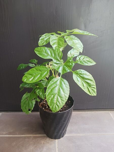 希少★トラベシア トレベシア パルマータ 5号 観葉植物 レア植物