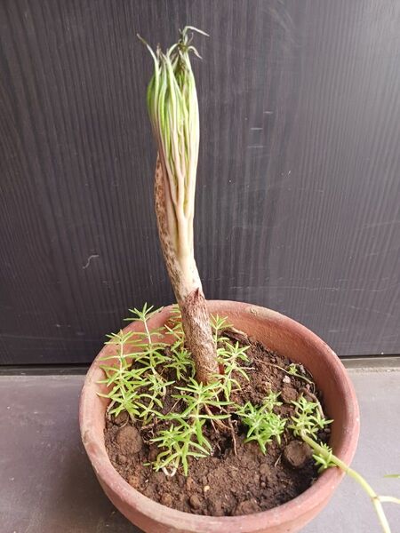 限定8鉢★コンニャク芋 苗 抜き苗 観葉植物 あかぎ 珍奇植物