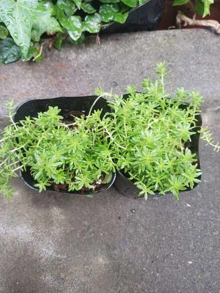 セダム 多肉植物 抜き苗 3号ポット 2個 マンネングサ モリムラマンネングサ