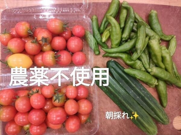 農薬不使用 朝採れお野菜詰め合わせセット デコきゅうり ミニトマト ししとう