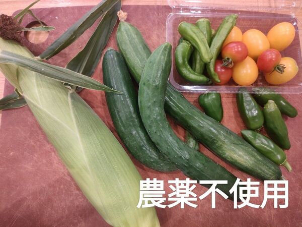 農薬不使用 朝採れお野菜詰め合わせセット 朝採れ とうもろこし きゅうり