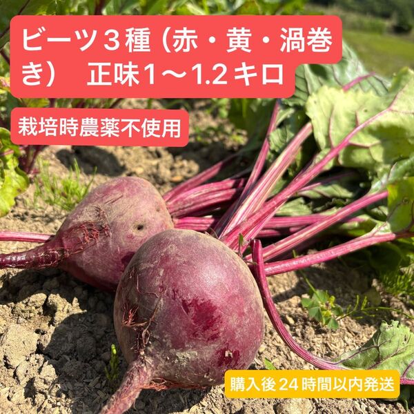 農家直送!ビーツ3種(赤・黄・渦巻き) 【ゆうパケットプラス箱いっぱい】正味1〜1.2kg前後