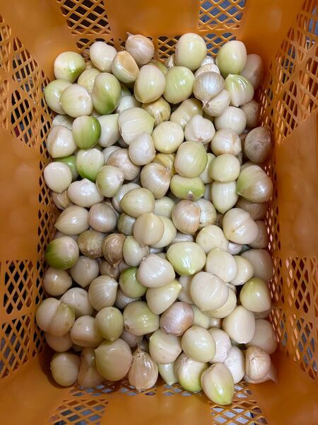 B品 3kg ジャンボニンニク 種用