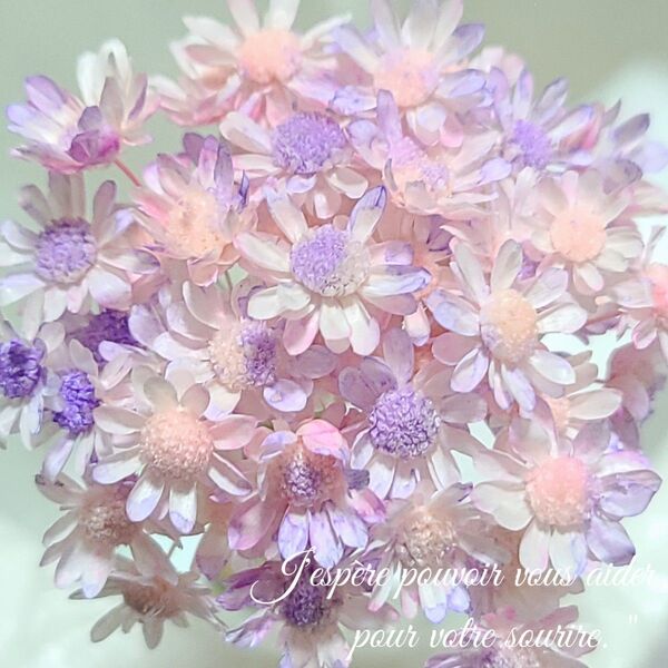 加工花材* スターフラワー ミニ ヘッド 30個 プリザーブドフラワー レジン ボールペン 花材