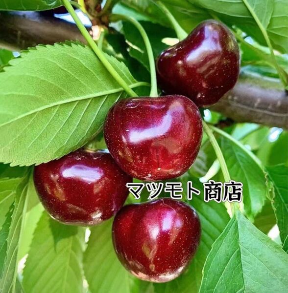 特売日 アメリカンチェリー箱込み1kg 父の日 中元 家庭用 ポスト投函 車厘子 11.5row さくらんぼ 国内検品