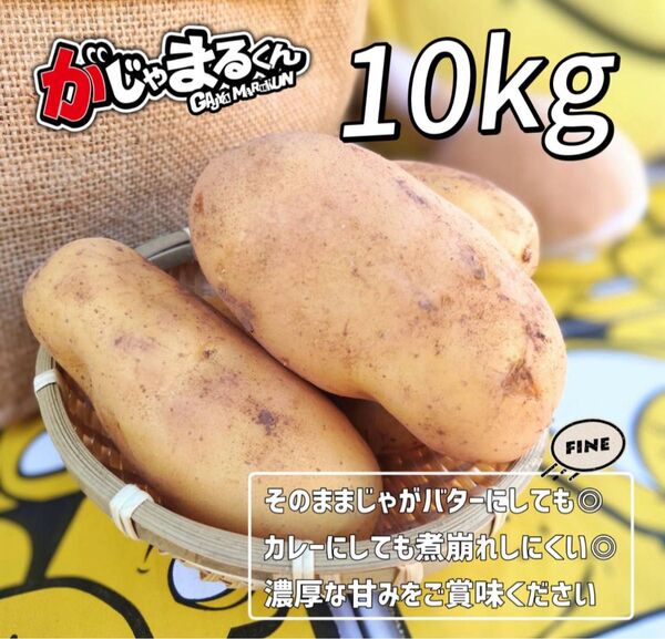 数量限定 約10kg 新じゃが ジャガイモ じゃがいも Lサイズ 新じゃがいも メークイン 鹿児島県産