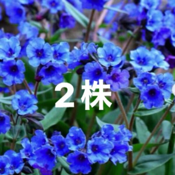 プリモナリア 大き目2株