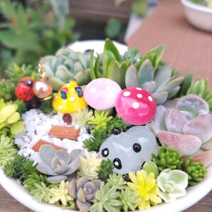 パンダにパンダ~多肉植物寄せ植え そのまま飾れる陶器