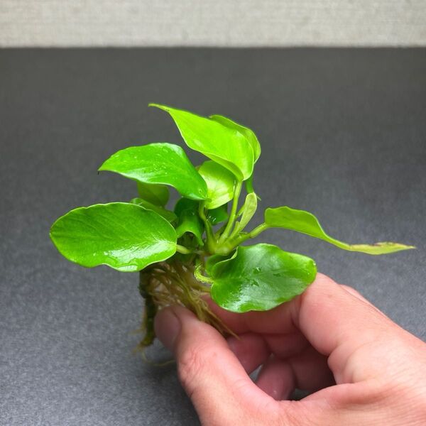 アヌビアスナナ ゴールデン 溶岩石付き ①
