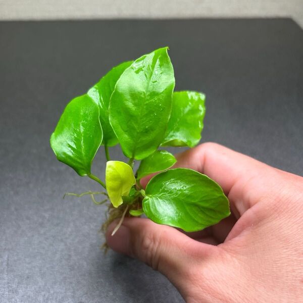アヌビアスナナ ゴールデン 溶岩石付き ③