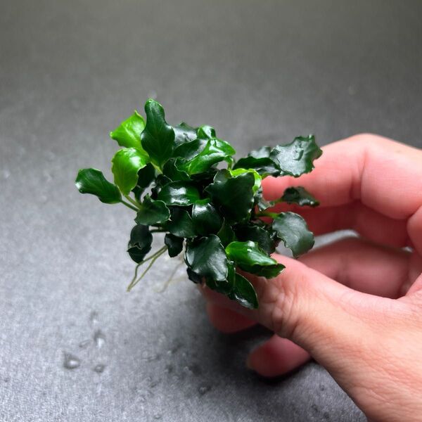 アヌビアス キリンミニ 溶岩石付き ①