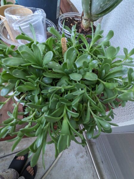 多肉植物 ドドランタリス