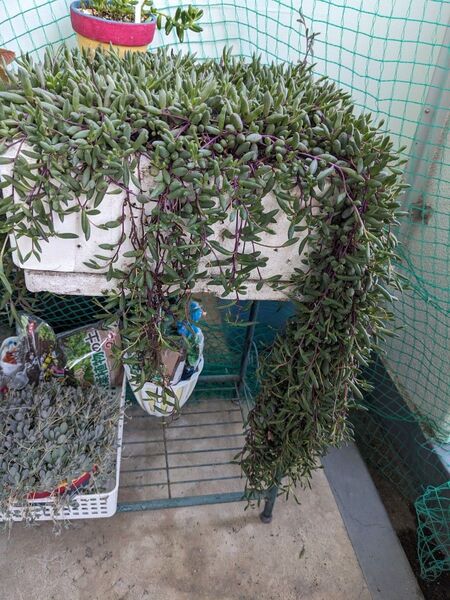 多肉植物 ルビーネックレス ②
