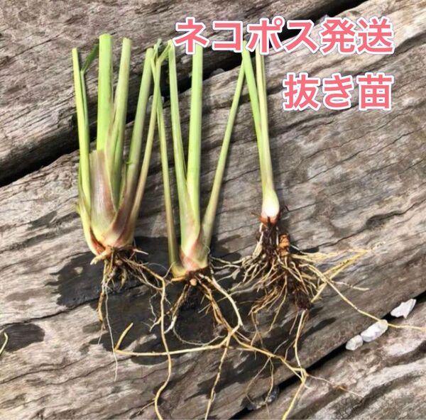 ☆ネコポス☆ 【抜き苗】 レモングラス ☆ ハーブティやタイ料理に