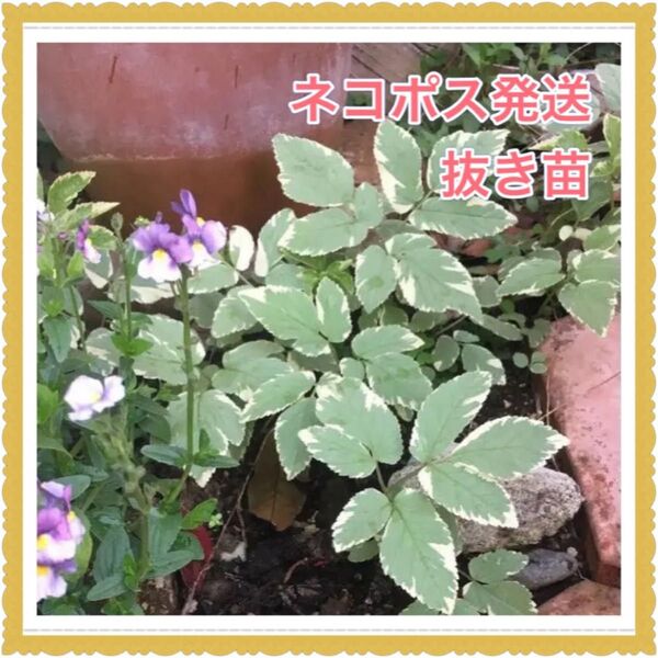 ☆ネコポス☆ 【抜き苗】エゴポジウム ☆ シェードガーデンの下草に