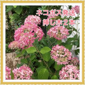 ☆ネコポス☆【挿し穂2本(2節)】アジサイ アナベル ピンク