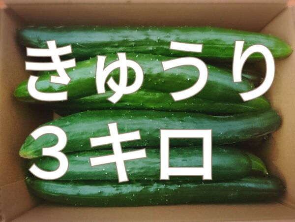 きゅうり◯胡瓜◯3キロ◯長崎県産
