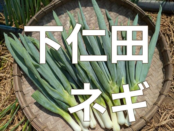 しもにたねぎ◯下仁田ネギ◯1.5キロ◯長崎県産