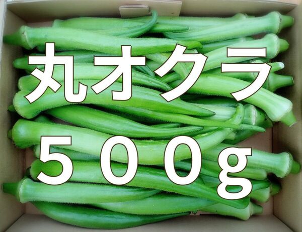 丸おくら☆オクラ☆500g☆長崎県産